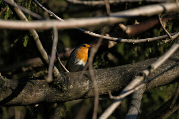Fototapeta premium Robin, Erithacus rubecula, single bird on branch