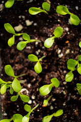 New young shoots sprout from the ground