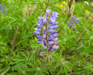Fototapeta premium Lupinus perennis | Wild Lupine | Native North American Wildflower