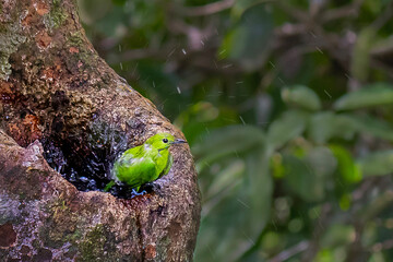 Leafbird shaking in the tree hallow in Sabah, Borneo, Malaysia 
