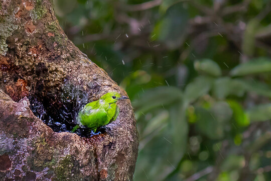 Leafbird shaking in the tree hallow in Sabah, Borneo, Malaysia 
