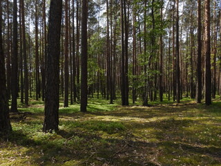 tło leśne jako portret lasu