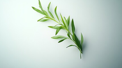 Fototapeta premium A delicate green branch with leaves against a soft background, emphasizing nature's beauty.