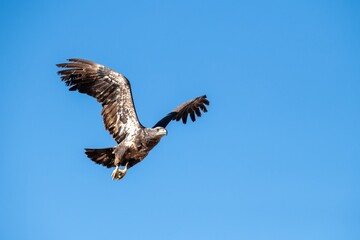 Obraz premium Bald eagle subadult full wingspread photo from directly underneath in San Jacinto wildlife area, Riverside, CA