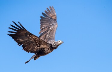 Bald eagle subadult full wingspread photo from directly underneath in San Jacinto wildlife area,...