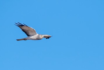 Obraz premium Male northern harrier also known as gray ghost in flight across a clear blue sky