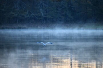 large bird flying over a foggy lake