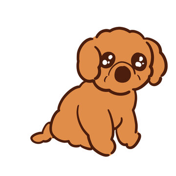 キラキラお目目でおすわりしてら我が家の愛犬ショコラ