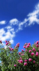 Fototapeta premium Stunning Pink Roses Against a Vivid Blue Sky, A Breathtaking Garden Scene