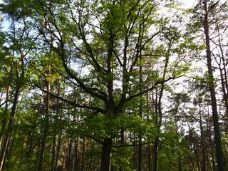 zielony leśny krajobraz © Maciej