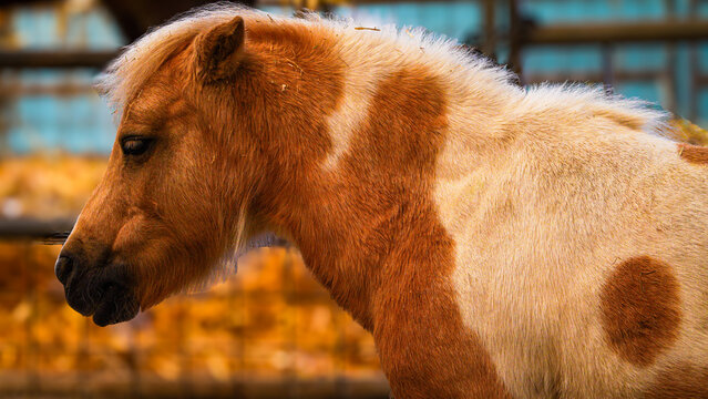 Extreme close-up and headshot up of a beautiful, soft haired Shetland Pony in the farmyard barn at Folly Farm in Kilgetty, Pembrokeshire, Wales. This cute animal is part of the petting farm attraction