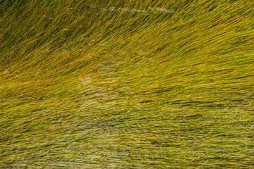 Colorful algae mat in a stream heated by hot springs.