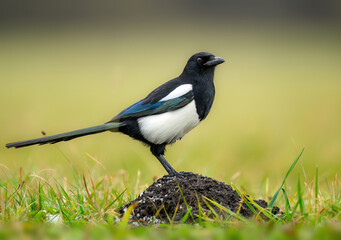 Magpie bird close up ( Pica pica )
