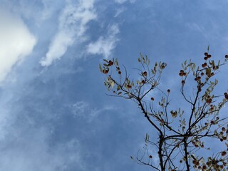 Elaeagnus angustifolia fruit ripening on branch. Oleaster tree ripe fruit. Elaeagnus angustifolia brown fruit on blurred natural background. Wild oleaster tree branch and fruit. Close-up.
