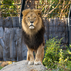 The lion, Panthera leo is one of the four big cats in the genus Panthera