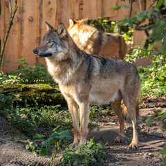 European Grey Wolf, Canis lupus in a german park