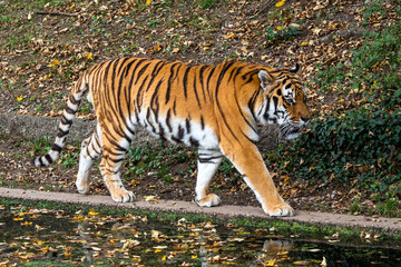 The Siberian tiger,Panthera tigris altaica in a park