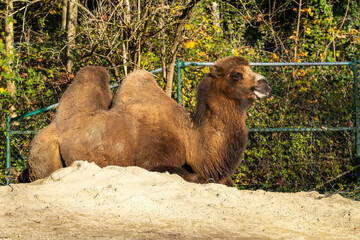 Bactrian camel, Camelus bactrianus in a german park