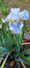 Fototapeta premium white, purple, yellow bearded iris close-up 