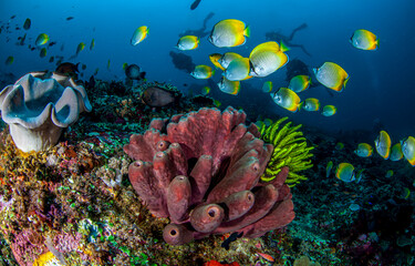 Underwater coral reef with fish