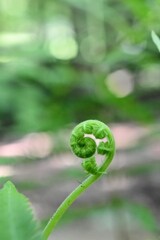 close up of a light green fern leaf unfurling