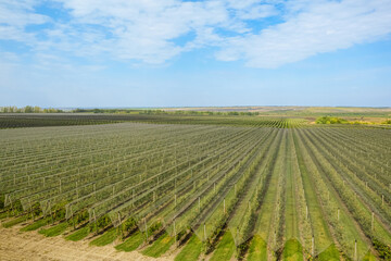Aerial view of the apple garden. Green rows of fruit trees on an apple plantation.