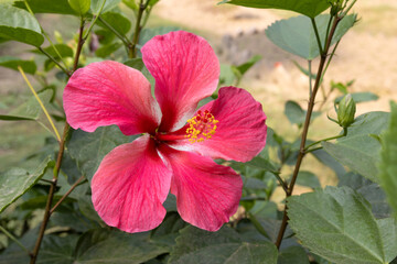 Close-up of a beautiful pink hibiscus flower with green leaves bloom in the garden