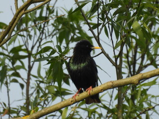 Szpak siedzący na gałęzi jako częsty widok Polskich lasów © Maciej