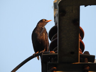 portret kosa jako tło natury © Maciej