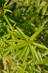 Lemon verbena leaves