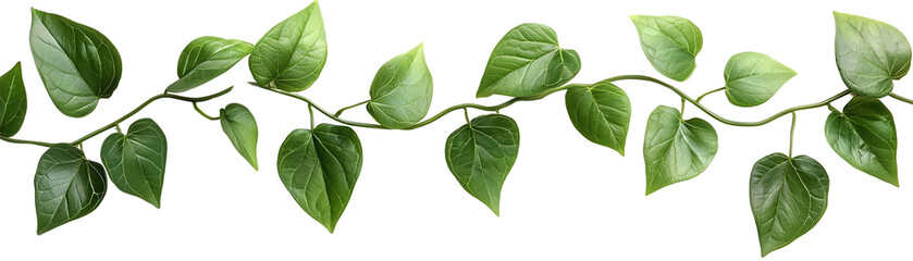 Naklejka premium Vibrant green vine with lush leaves for decor. transparent background