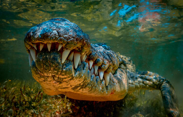 Crocodile teeth. Crocodile jaw