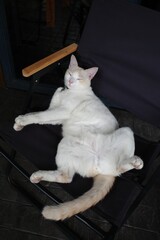 A cat sleeping on the street