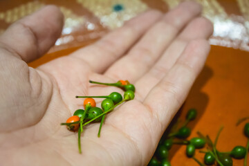 Hand holding and artisan plate with Chiltepín, Chiltepe in Nahuatl, also known as Chile de Monte in México