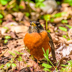 a robin sits on the ground