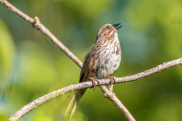 Small female sparrow sitting on a branch