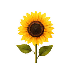 Obraz premium Bright sunflower with vibrant yellow petals. transparent background