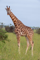 giraffe in the wild