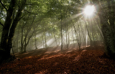 Obraz premium sun rays through the forest