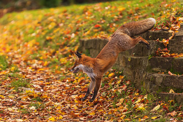 Obraz premium male red fox (Vulpes vulpes) jumping off the wall