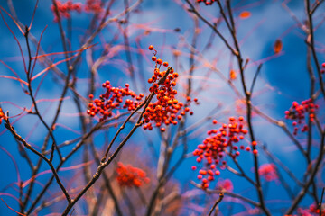 Red rowan in autumn season. red yellow Orange Leaves of fern foliage falling in forest, colorful seasonal of October and November background or wallpaper. halloween. Natural or environmental.