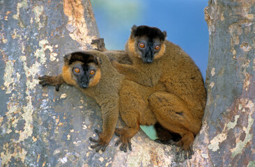 Lémurien,  Lémur à collier roux , Eulemur fulvus collaris, Madagascar