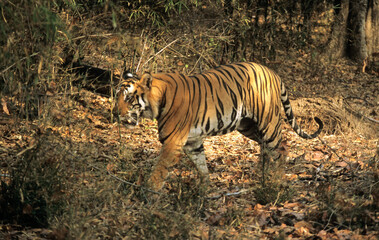 Tigre, Phantera tigris, Parc national de Bandhavgarh, Inde