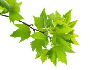 Green leaves on branch, spring green leaves in PNG isolated on transparent background