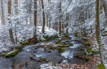 winter forest with snow river