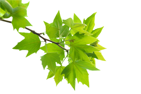 Green leaves on branch, spring green leaves in PNG isolated on transparent background - Powered by Adobe