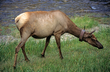 Cerf du Canada, Wapiti, collier éméteur, etude des migrations,  Cervus canadensis, Parc national...