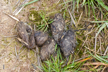 Renard, crottes, Vulpes vulpes