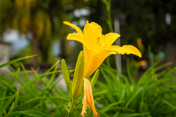 Beautiful yellow flower in garden (Hemerocallis citrina)