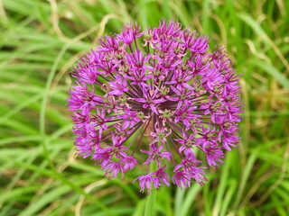 Czosnek olbrzymi piękne fioletowe kwiaty © Maciej